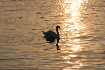 Schwan auf der Alster