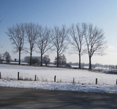 6 Bäume im Schnee