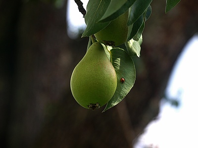 Kleine Birne