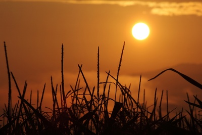 Sonnenaufgang im Maisfeld