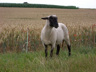 einzelnes Schaf