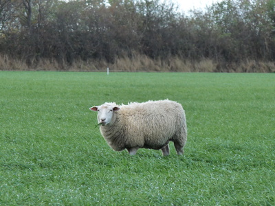 einzelnes Schaf