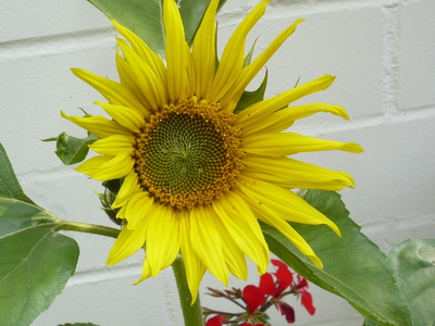 Sonnenblume