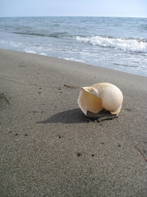 Muschel im heißen Sand