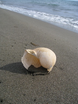 Muschel, Sand und Meer