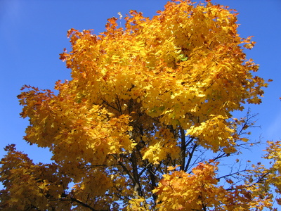 Golden glänzt der Herbst