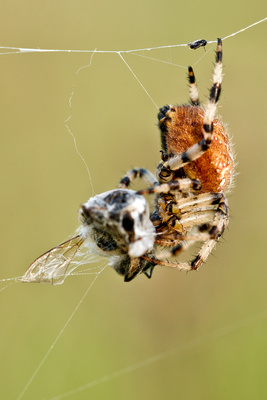 Spider 02