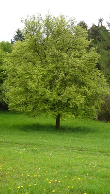 Alter Birnbaum