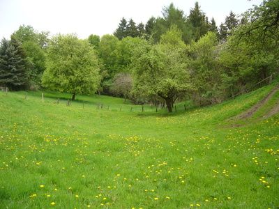 Wiese im Westerwald