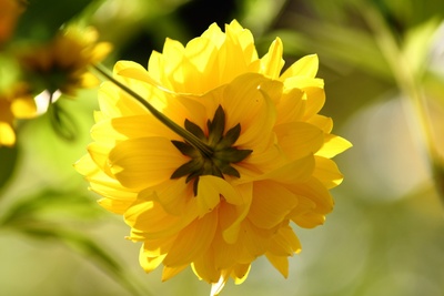 Wie das Gelb der Blumen
