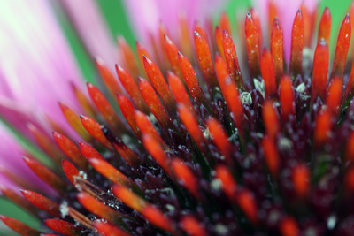 Farbenrausch Echinacea -Blütenteil