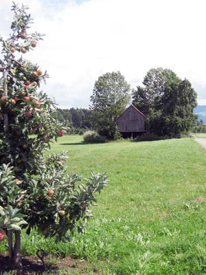 Schuppen in Obstplantage am Bodensee