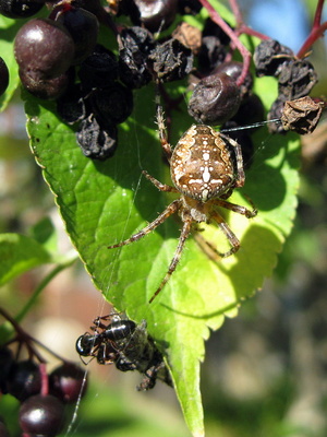 Kreuzspinne und Ameise...