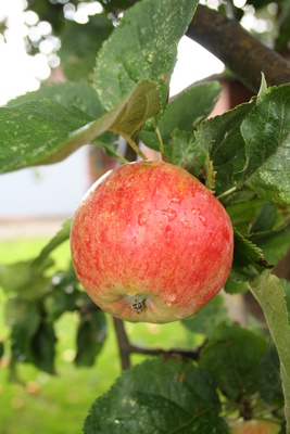 Apfel - Malus