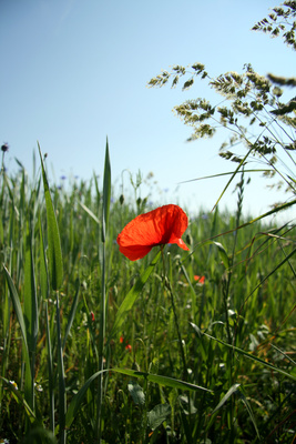 Mohn