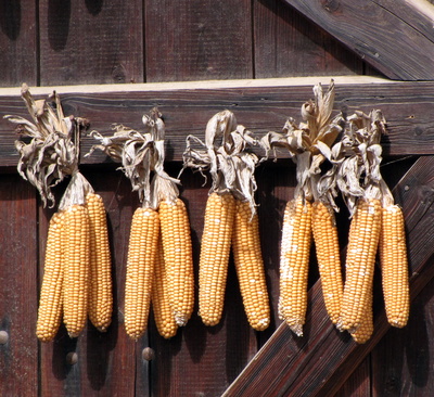 Zum Trocknen aufgehängt - Mais