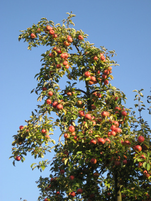 Reife Äpfel - reiche Ernte