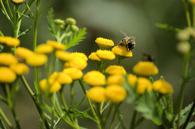 Herbstblumenhonig