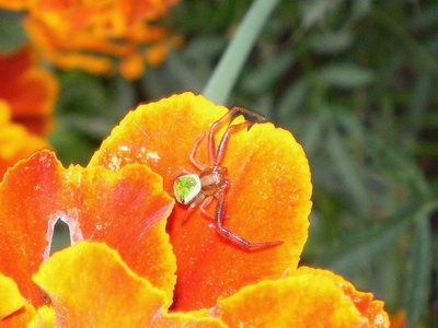 Kleine rote Spinne