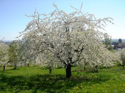 Kirschblüte in Ockstadt