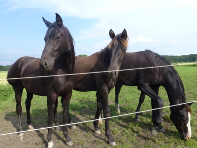 Drei Pferde in Mielno in Polen