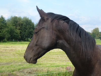 Fepsi; das liebste Pferd meines Freundes in Mielno in Polen