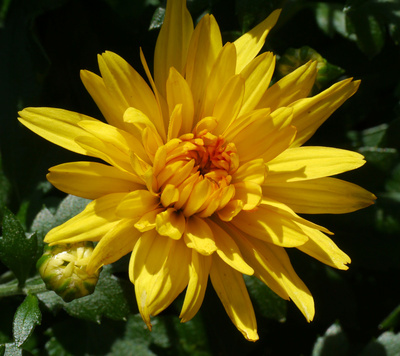 Gelbe Chrysantheme im Sonnenschein