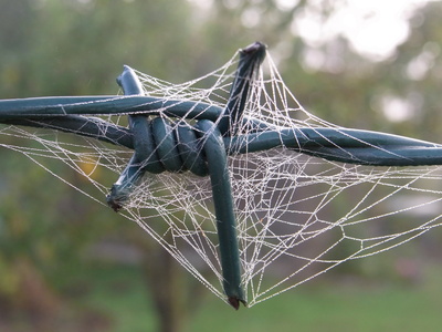 stacheldraht mit spinnennetz ......