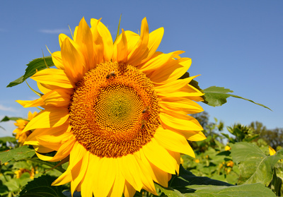 Sonnenblume mit Gästen