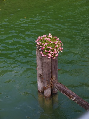 Blumenschmuck im See