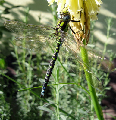 Libelle an Kniphofiablüte