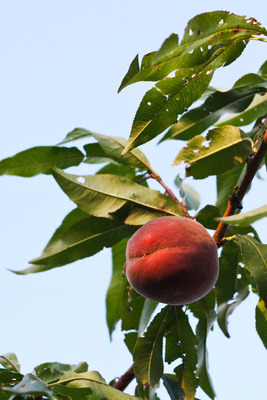 Der letzte Pfirsich am Baum