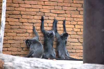 Die betenden Affen