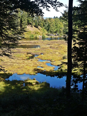 Nonnenmattweiher