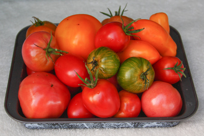 6 verschiedene Tomatensorten