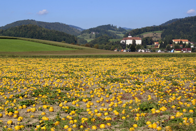 Kürbisfeld Steiermark (Piber)