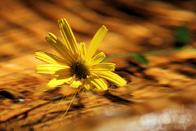 Blume im Brunnen