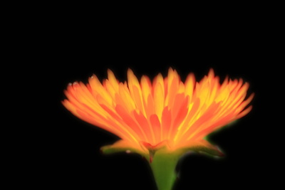 orange Blüte im Licht