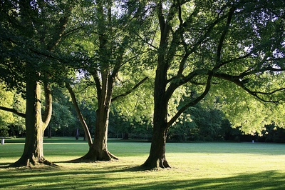 bäume gehören zu den größten organismen unserer erde