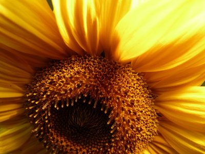 Makro Sonnenblume