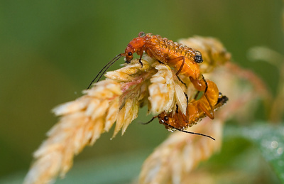 Roter Weichkäfer