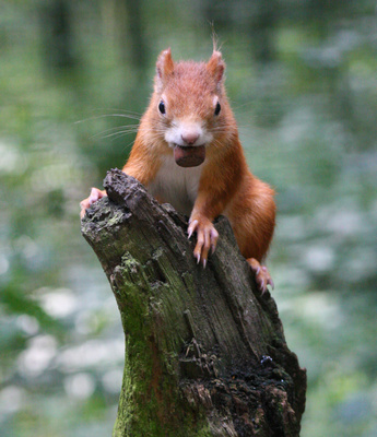 Rotes Eichhörnchen mit Haselnuss