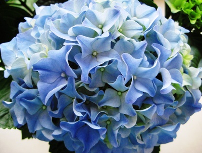 Blauer Blütenball