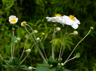 White Flowers