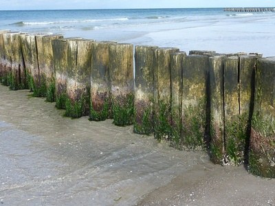 Buhnen am Strand in Prerow in Fischland