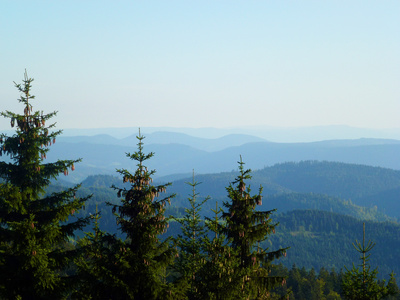 Schwarzwald-Höhenrücken mit Fichten
