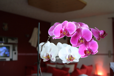 Orchidee