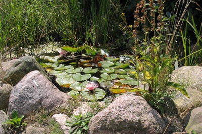 am Teich