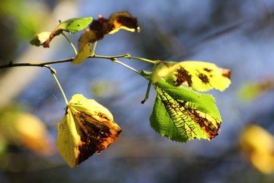 Herbstfarben