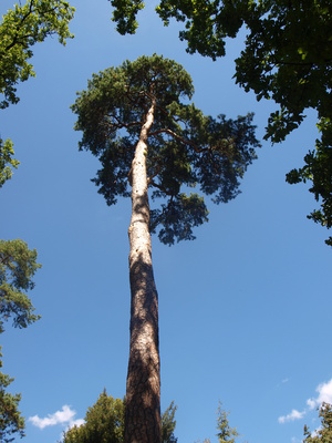 In den Himmel gewachsen